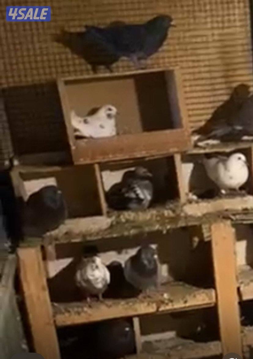 للبيع حمام ازواج مشكل مع فروخهم تقريبا 65 حمامه فيهم لوت وباكستاني2