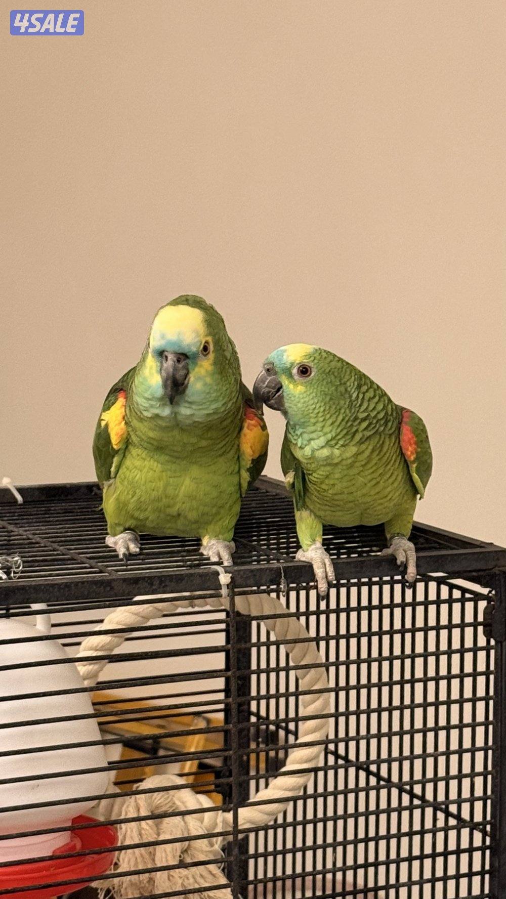 للبيع زوج بلو فرونتد0