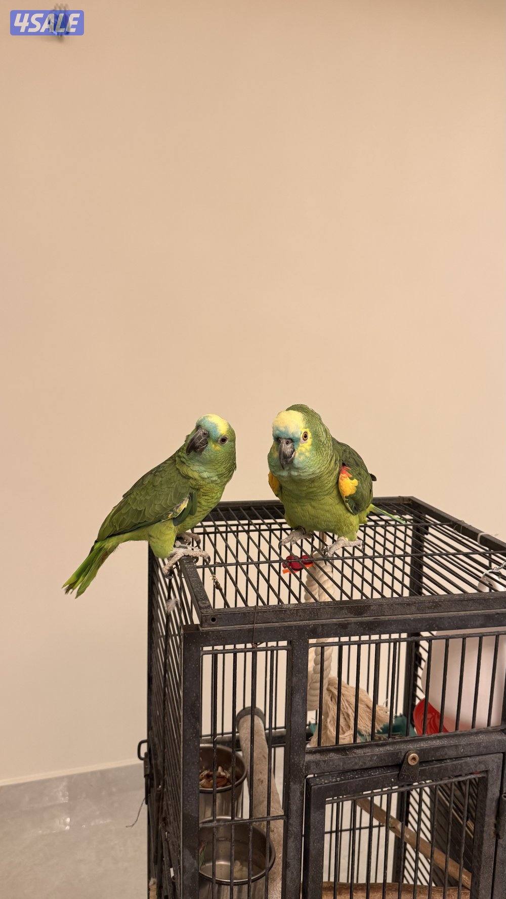 للبيع زوج بلو فرونتد1