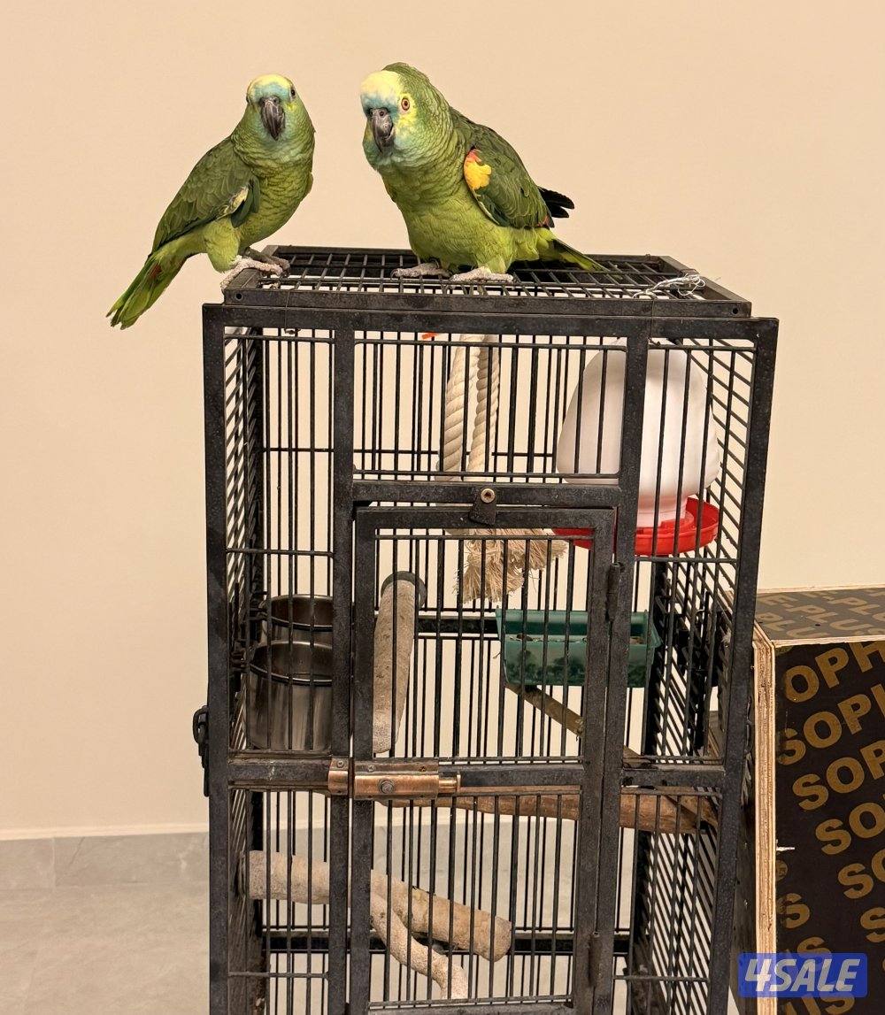 للبيع زوج بلو فرونتد2