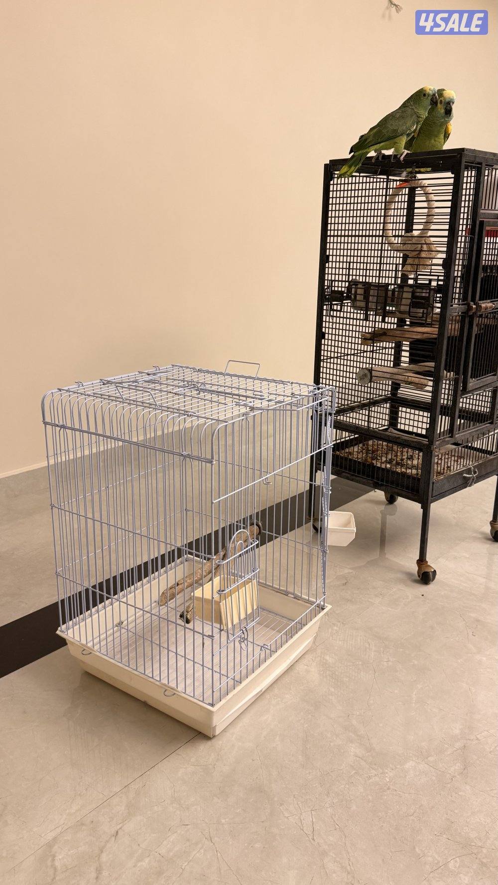 للبيع زوج بلو فرونتد3