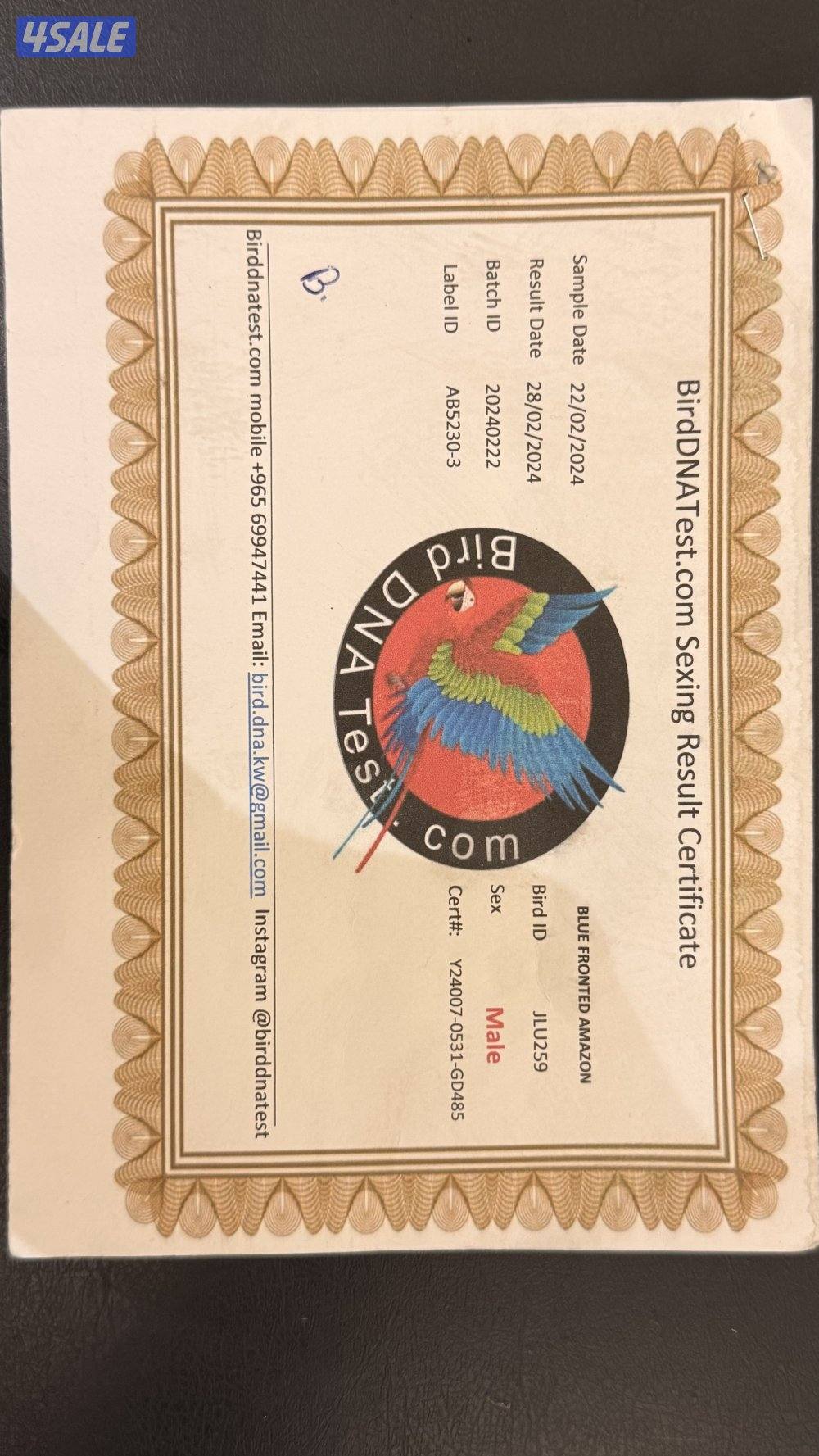 للبيع زوج بلو فرونتد4