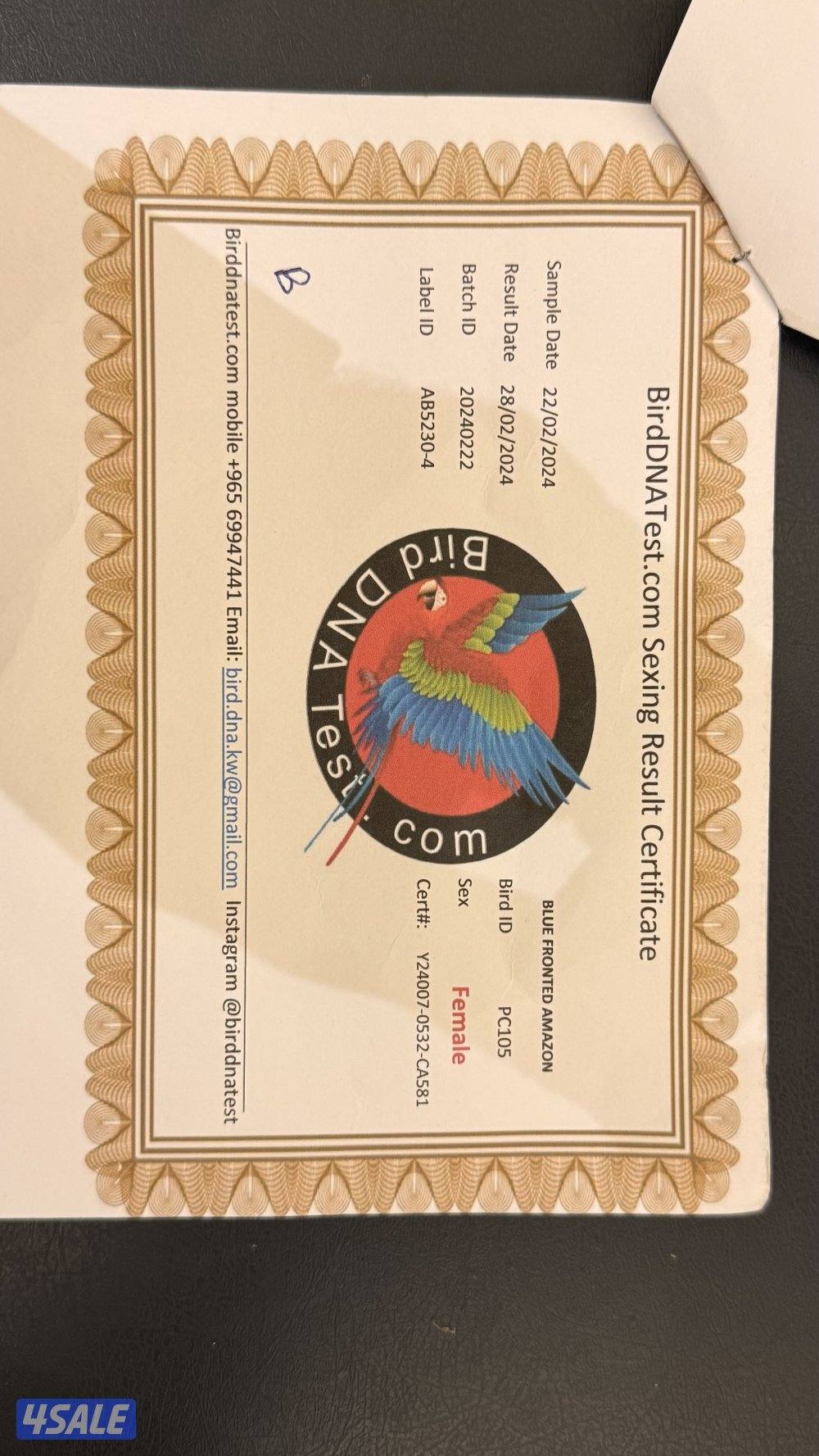 للبيع زوج بلو فرونتد5