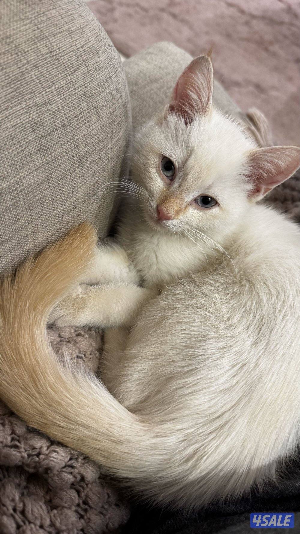 Kitten for adoption1