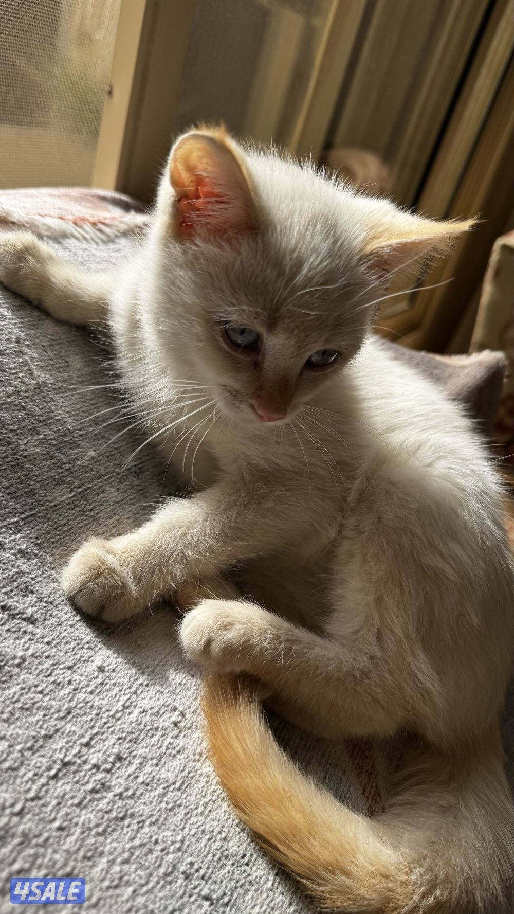 Kitten for adoption2