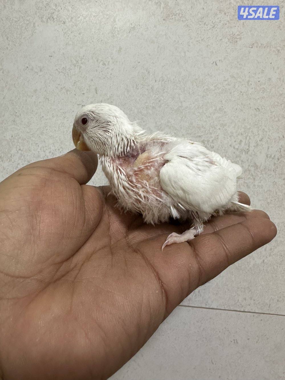 للبيع فروخ لوف بيرد البينو0