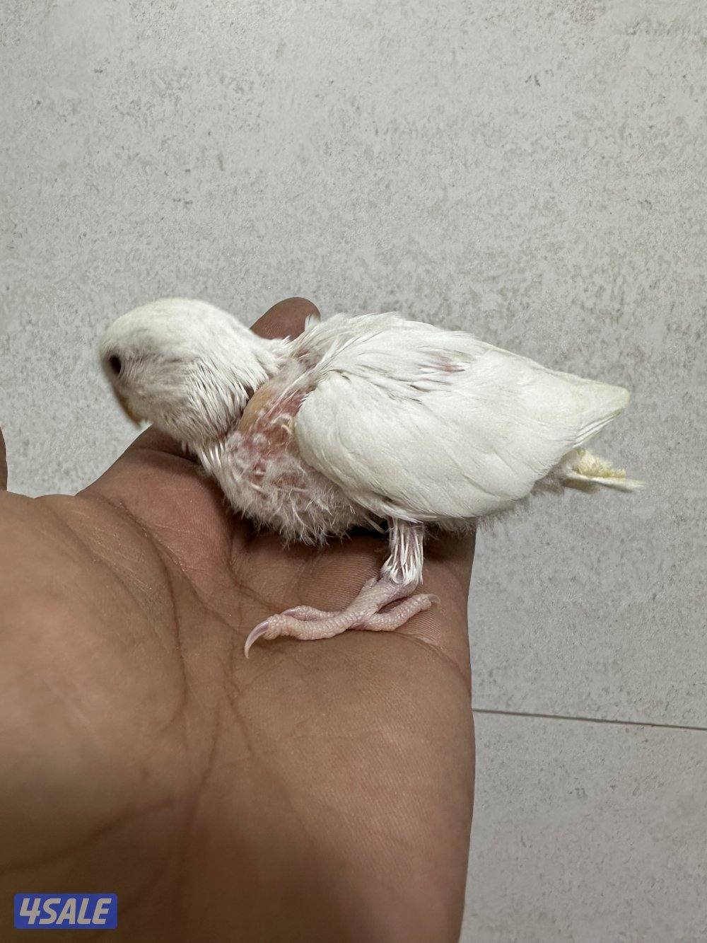 للبيع فروخ لوف بيرد البينو1