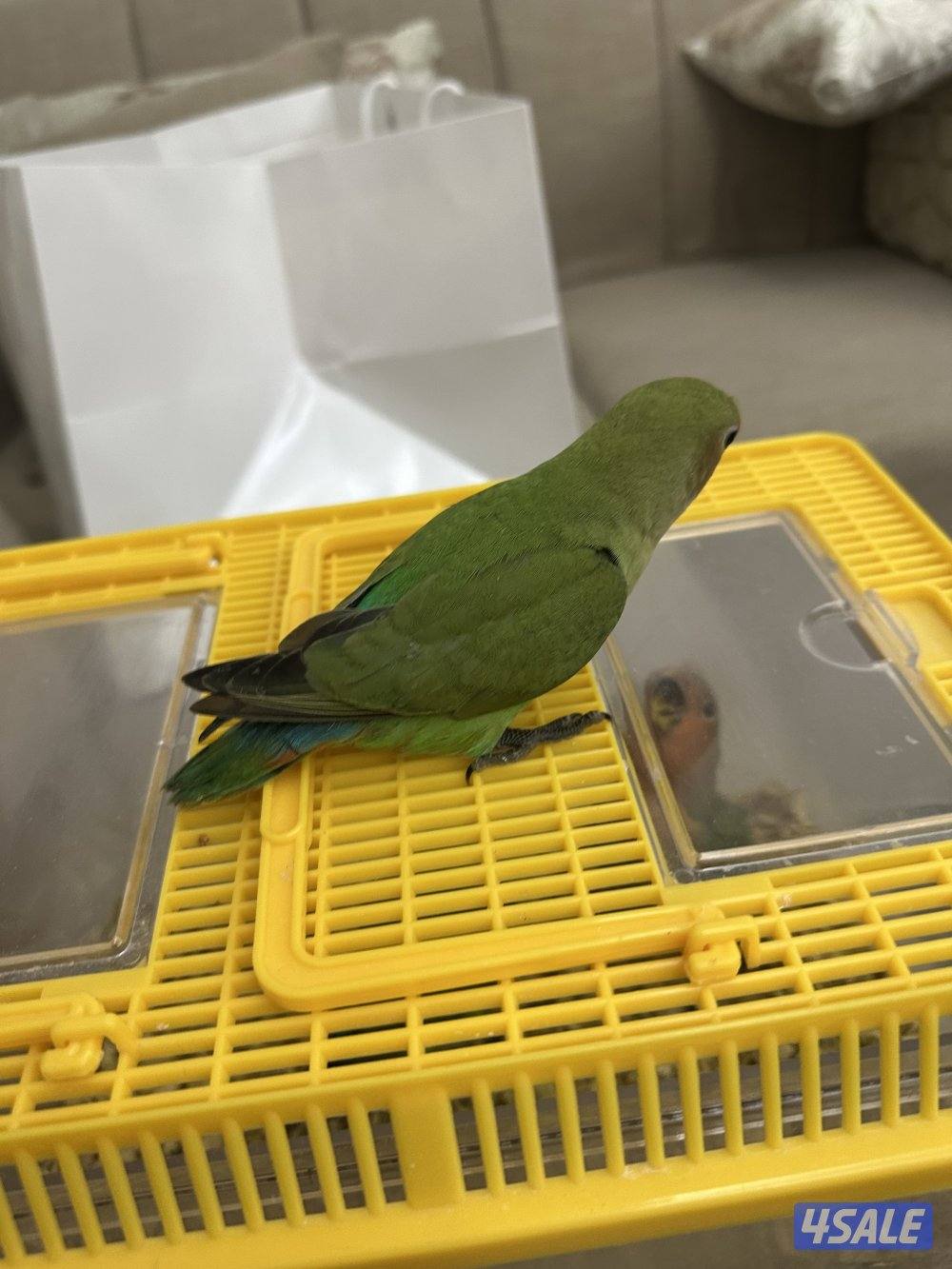 للبيع فروخ لوف بيرد البينو2