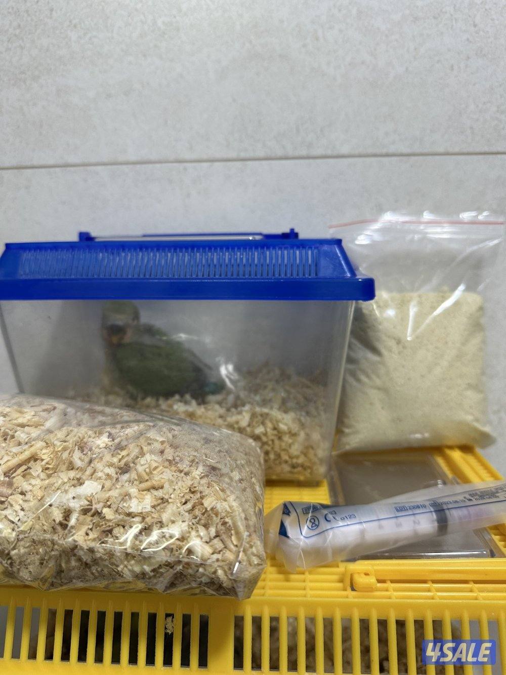 للبيع فروخ لوف بيرد البينو3