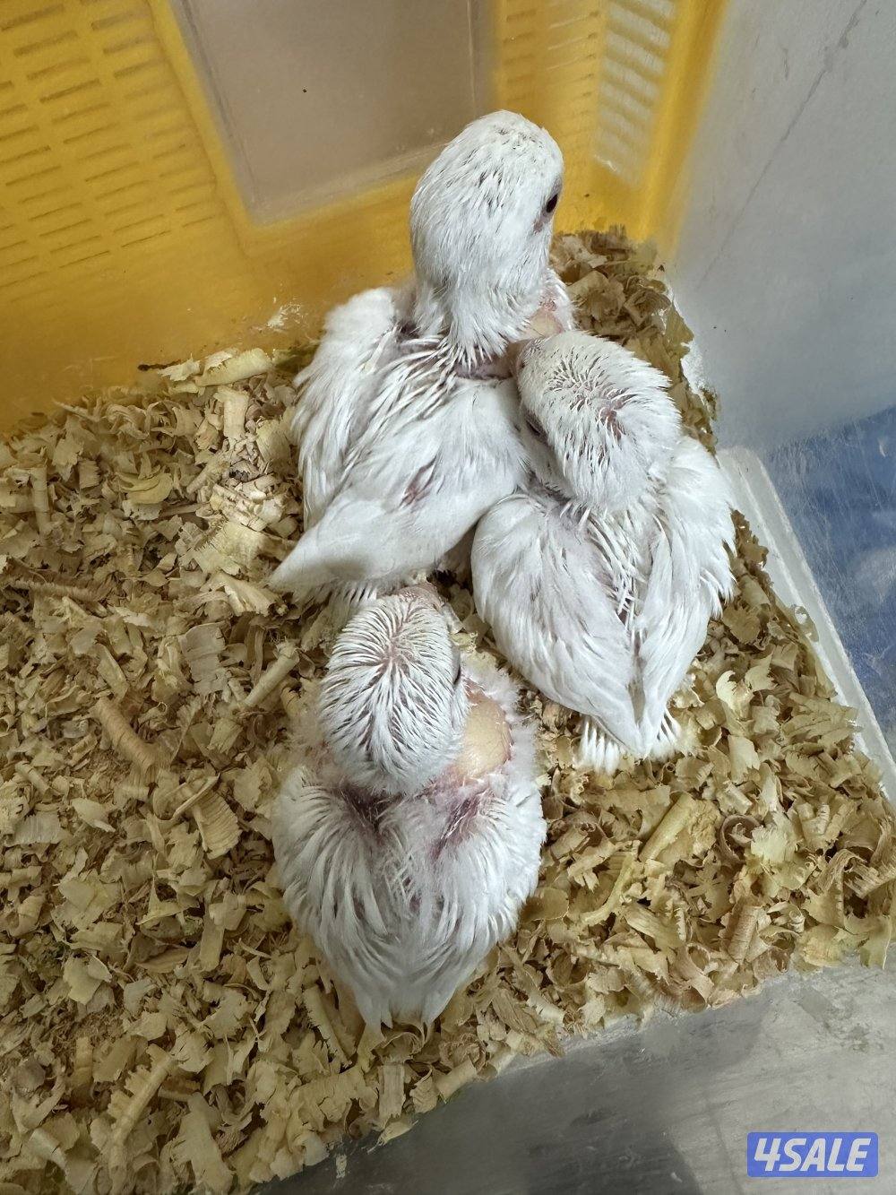 للبيع فروخ لوف بيرد البينو4