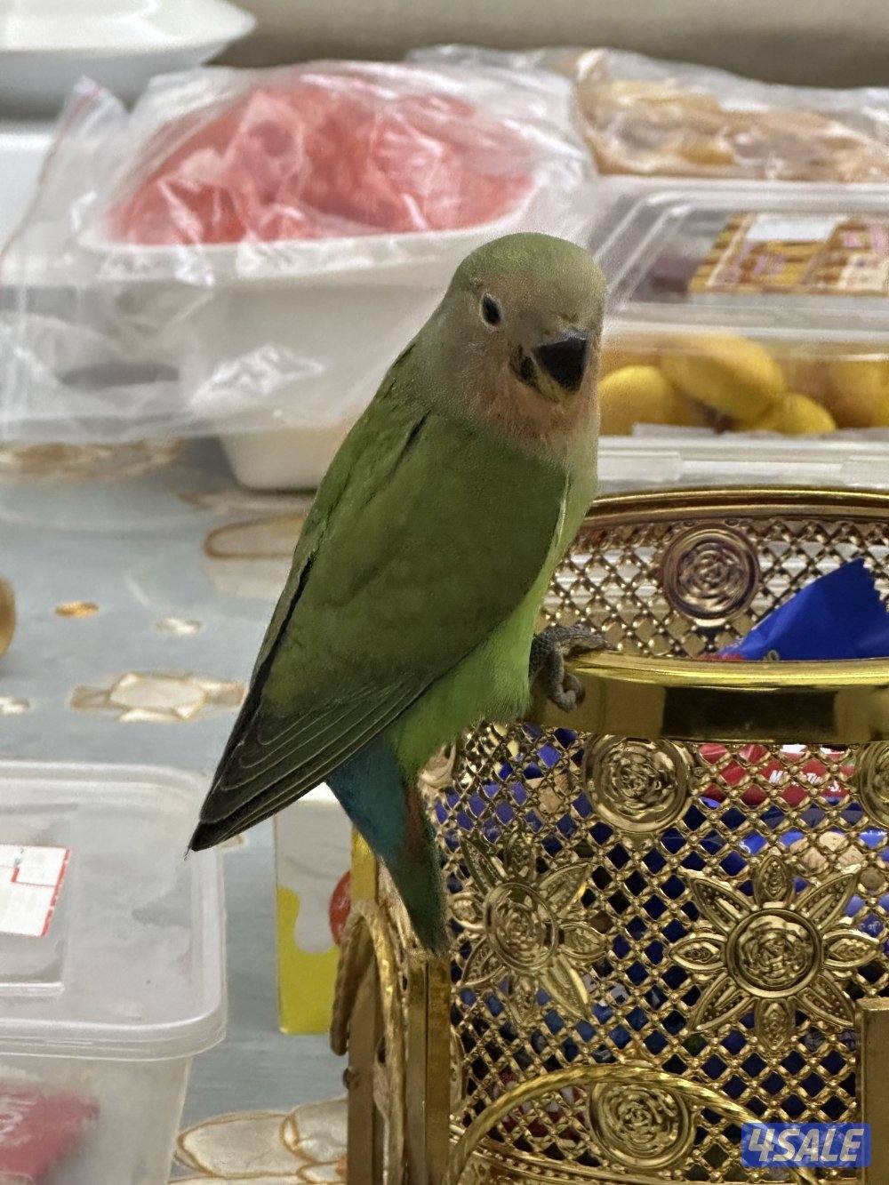 للبيع فروخ لوف بيرد البينو5