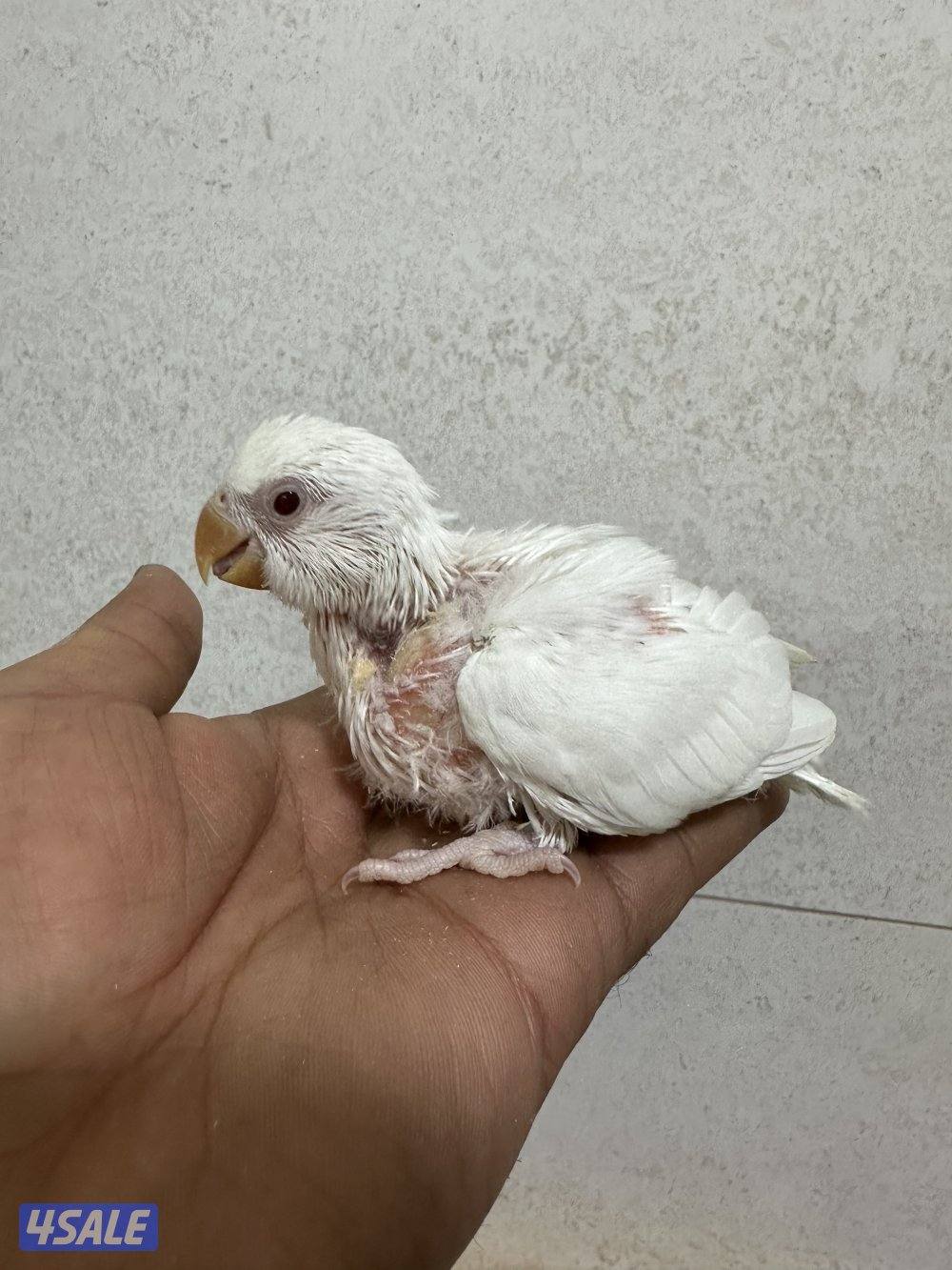 للبيع فروخ لوف بيرد البينو6