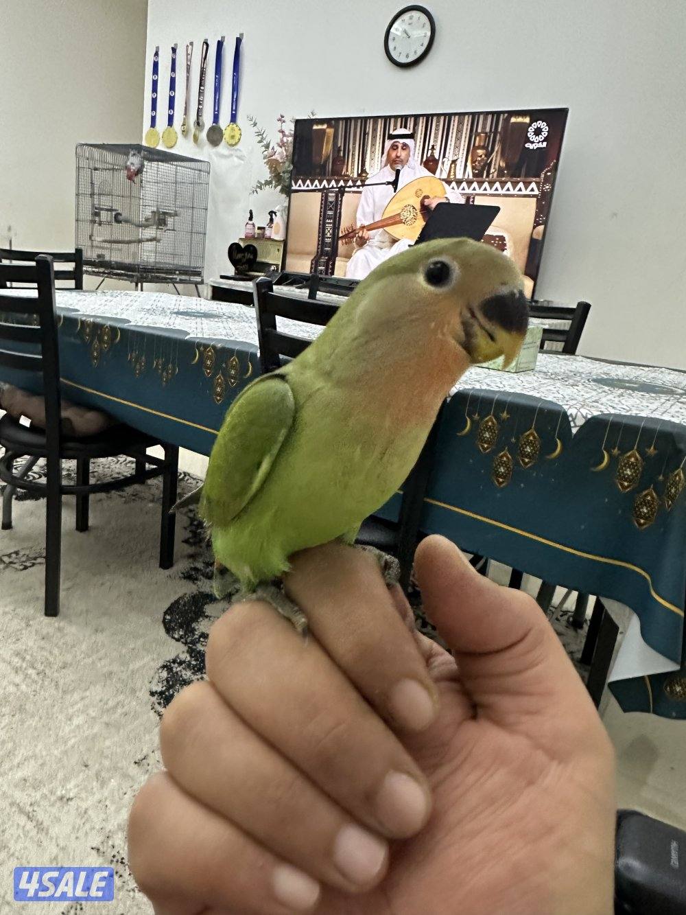 للبيع فروخ لوف بيرد البينو7