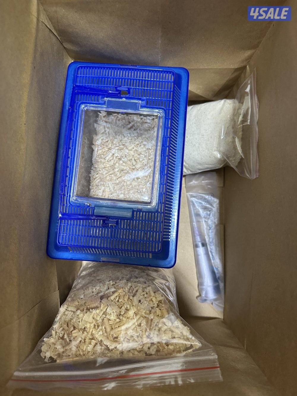 للبيع فروخ لوف بيرد البينو8