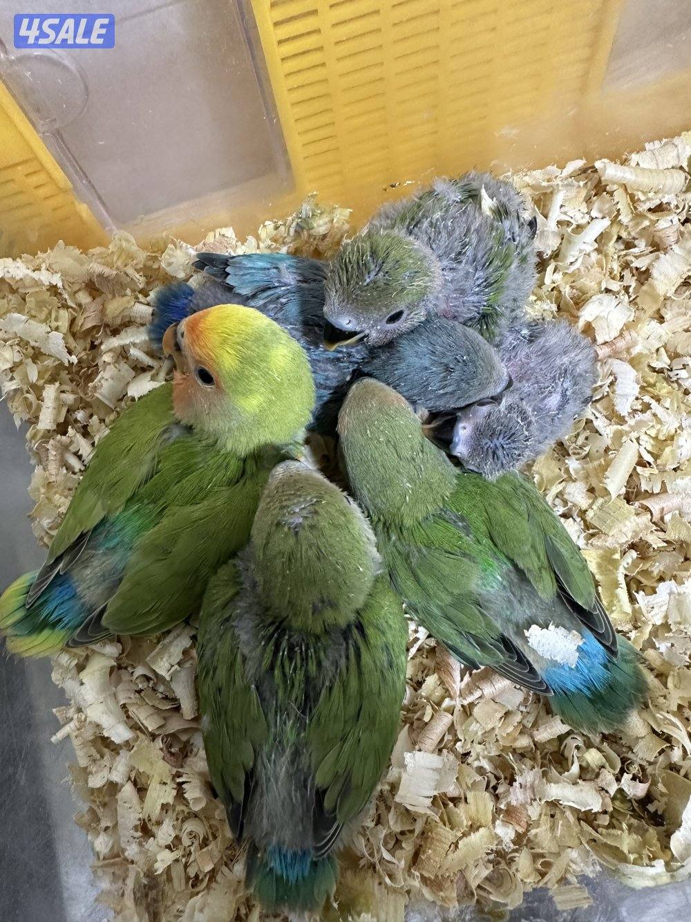 للبيع فروخ لوف بيرد البينو10