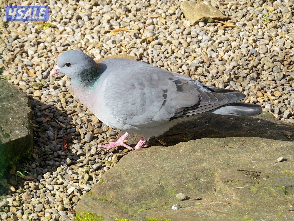 حمام للبيع0