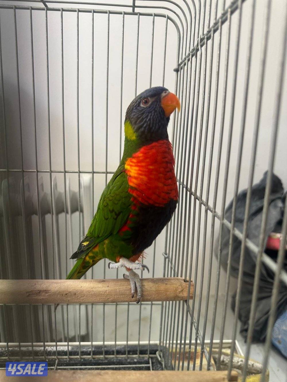 لوري رينبو يتكلم0