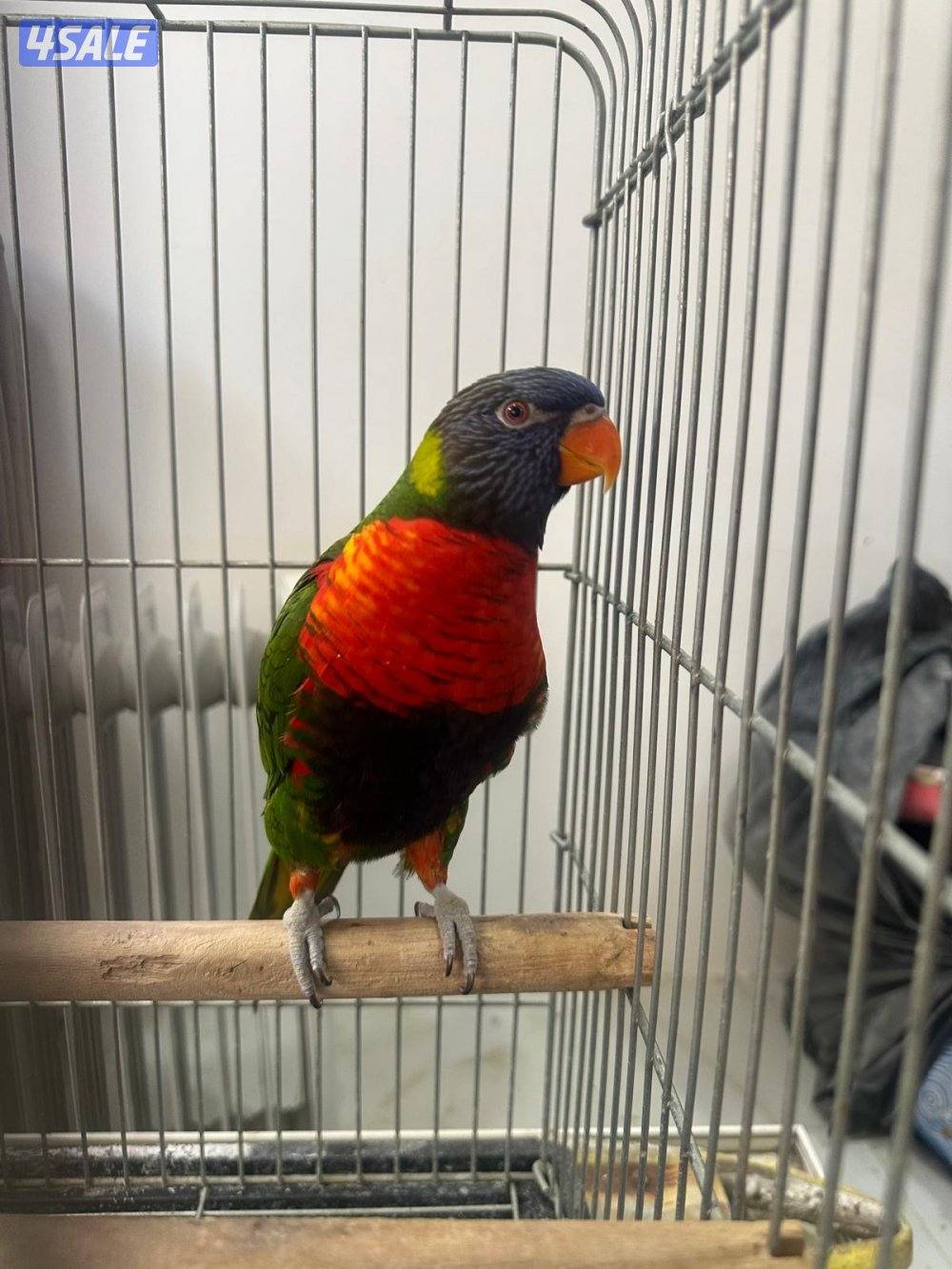 لوري رينبو يتكلم1