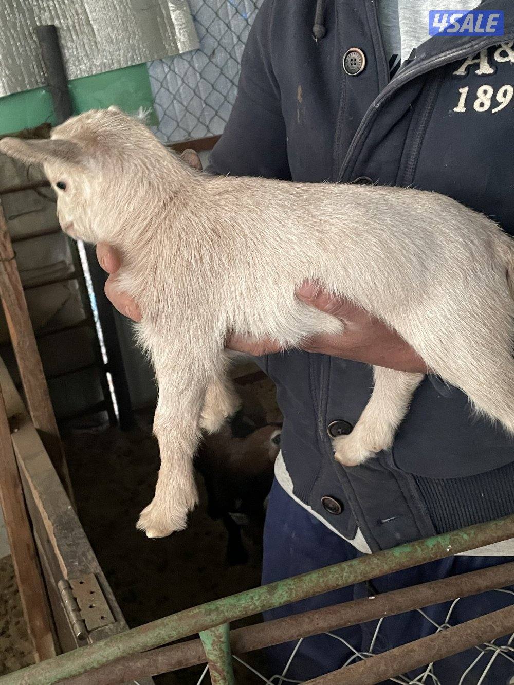 تيس قزم شيكي0