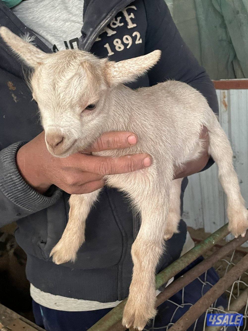 تيس قزم شيكي1