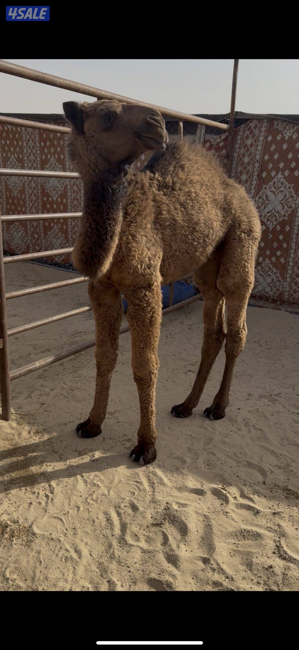 البيع خلفا شعلا0