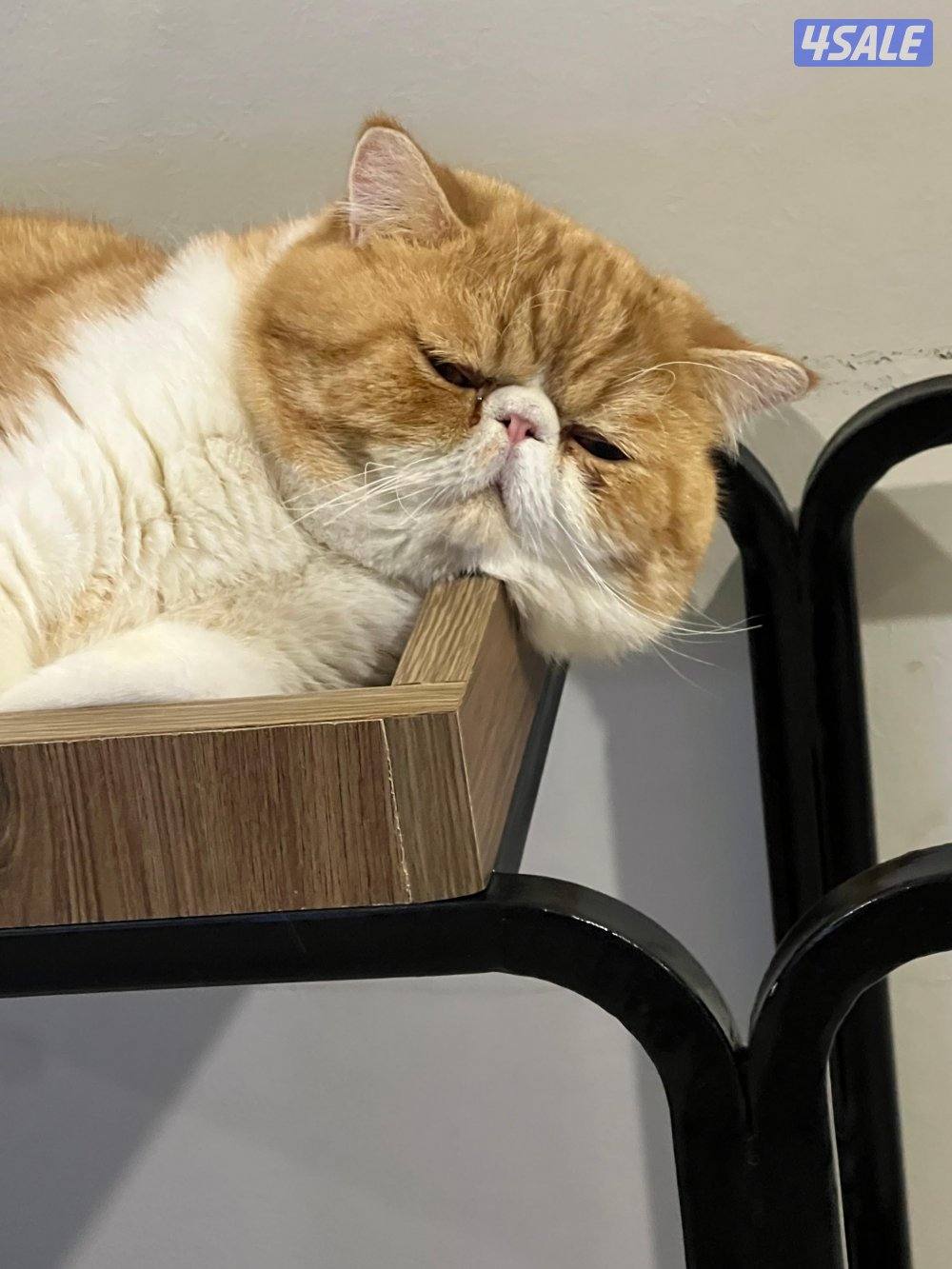 ذكر منتج (إكزوتيك شورت هير )0