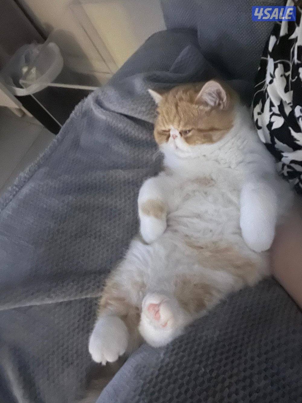 ذكر منتج (إكزوتيك شورت هير )1