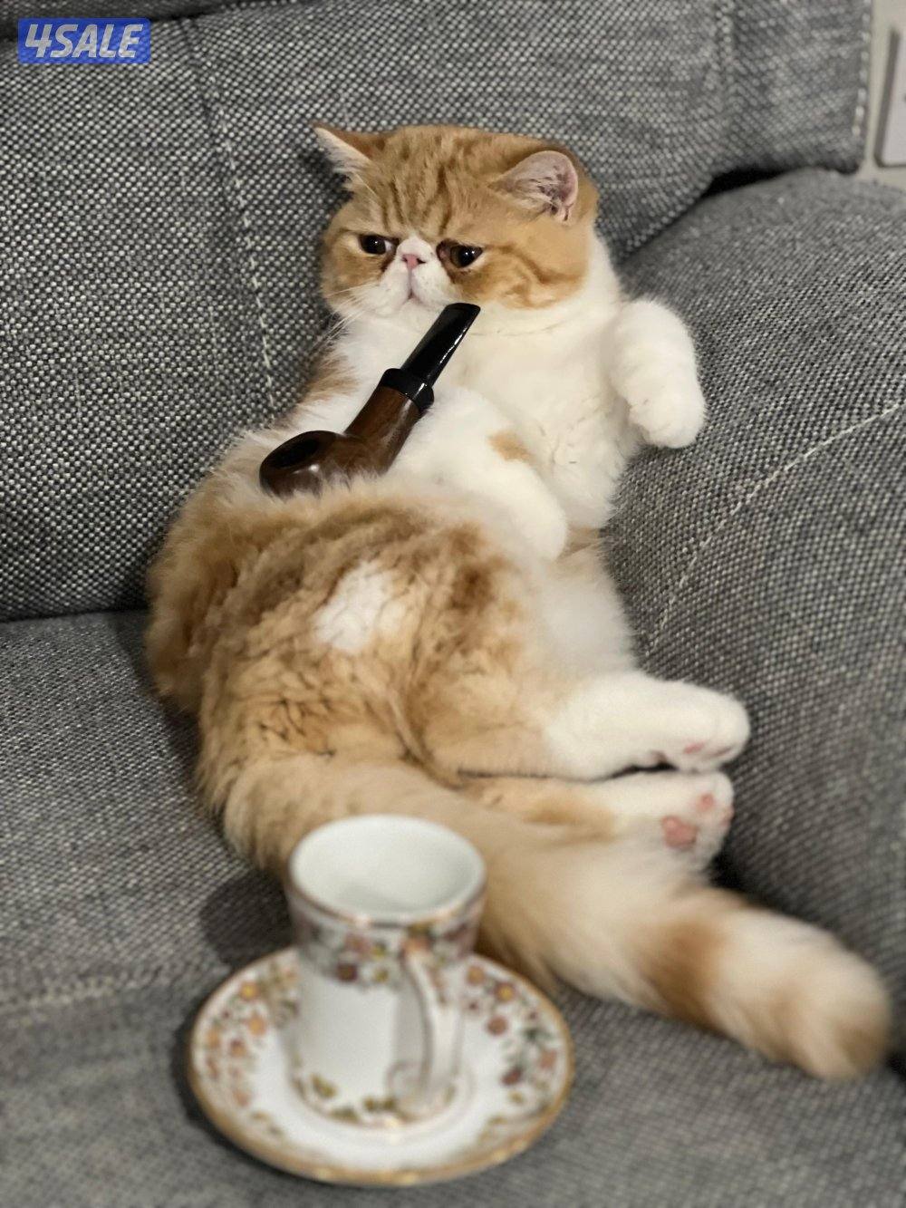 ذكر منتج (إكزوتيك شورت هير )3