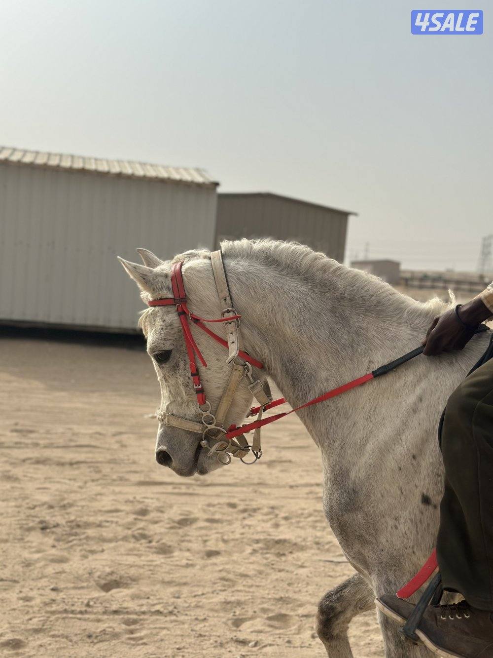 ‏للبيع حصان مصري خياله0