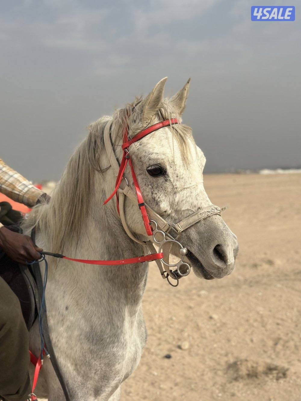 ‏للبيع حصان مصري خياله1