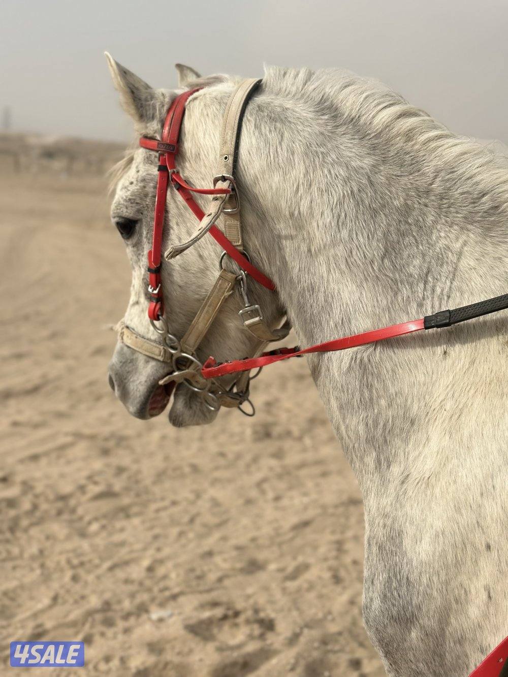 ‏للبيع حصان مصري خياله2