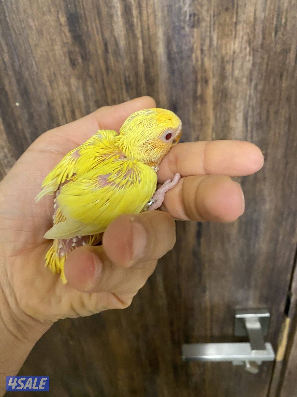 فروخ انتاج الكويت0