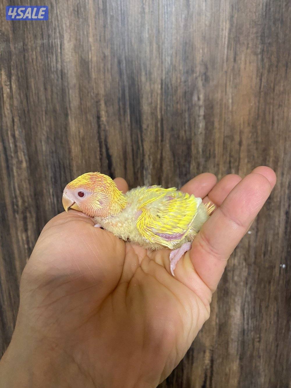 فروخ انتاج الكويت1