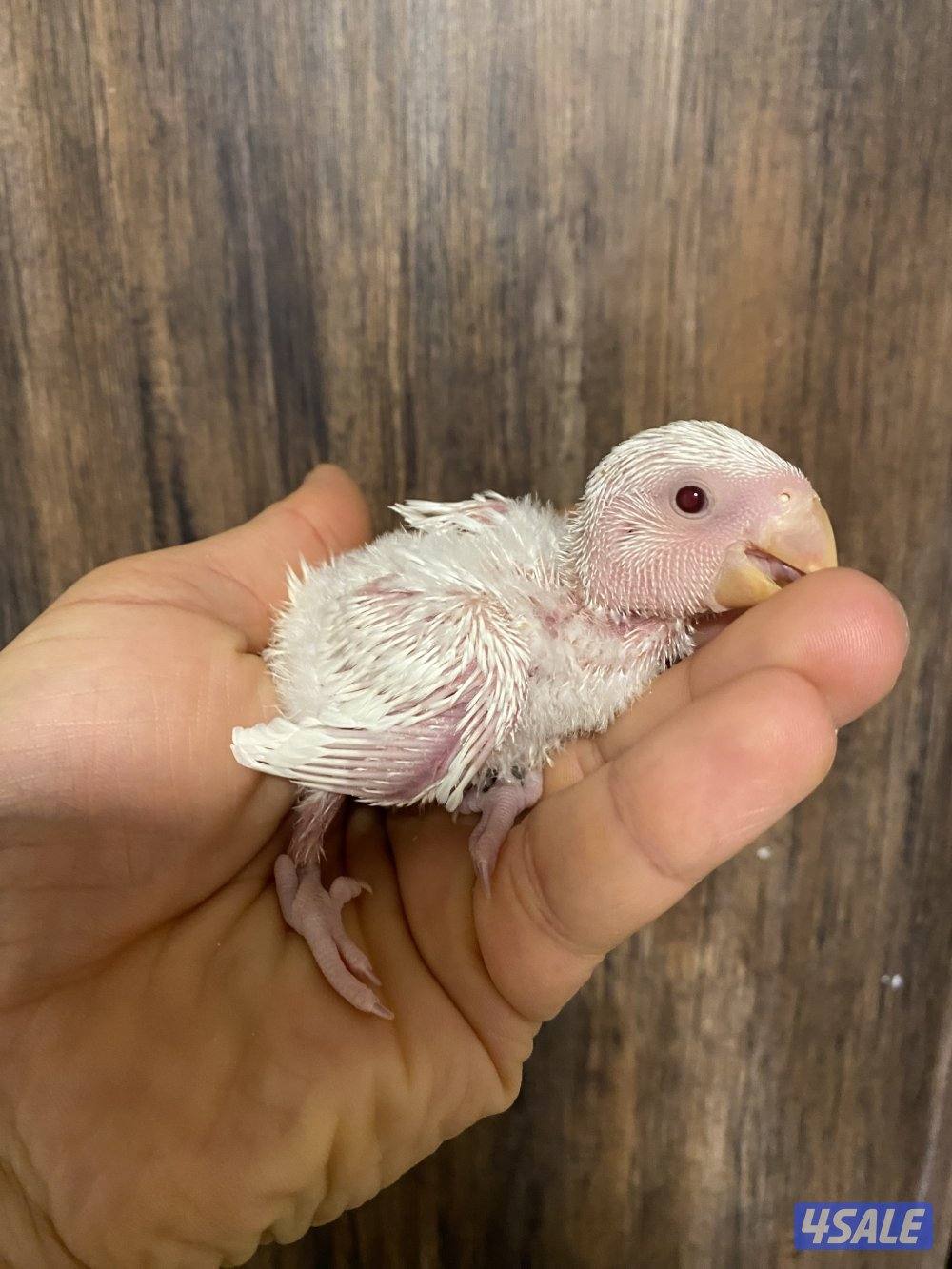 فروخ انتاج الكويت2