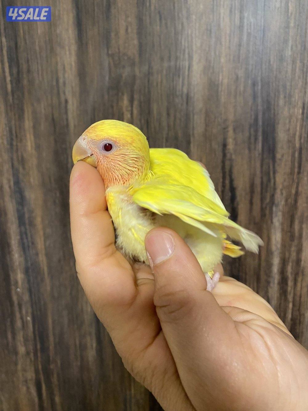 فروخ انتاج الكويت3