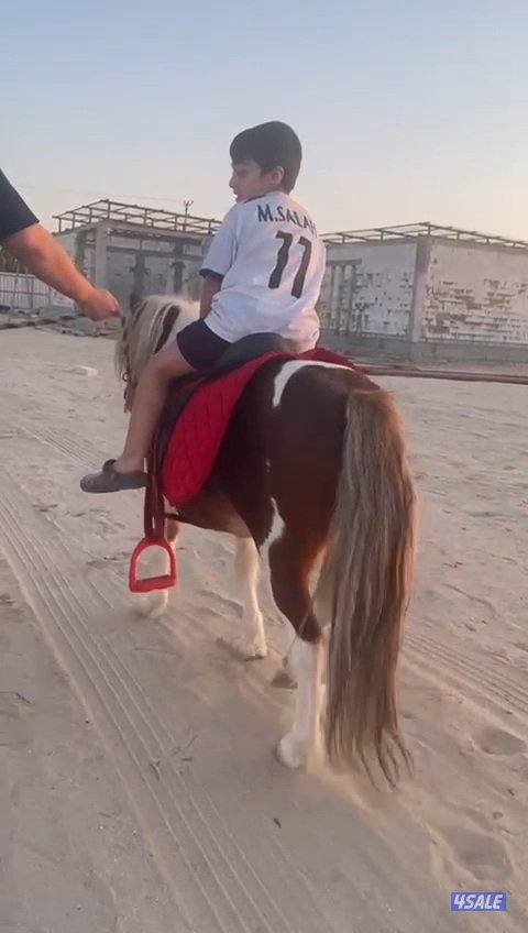 للبيع بونيه0