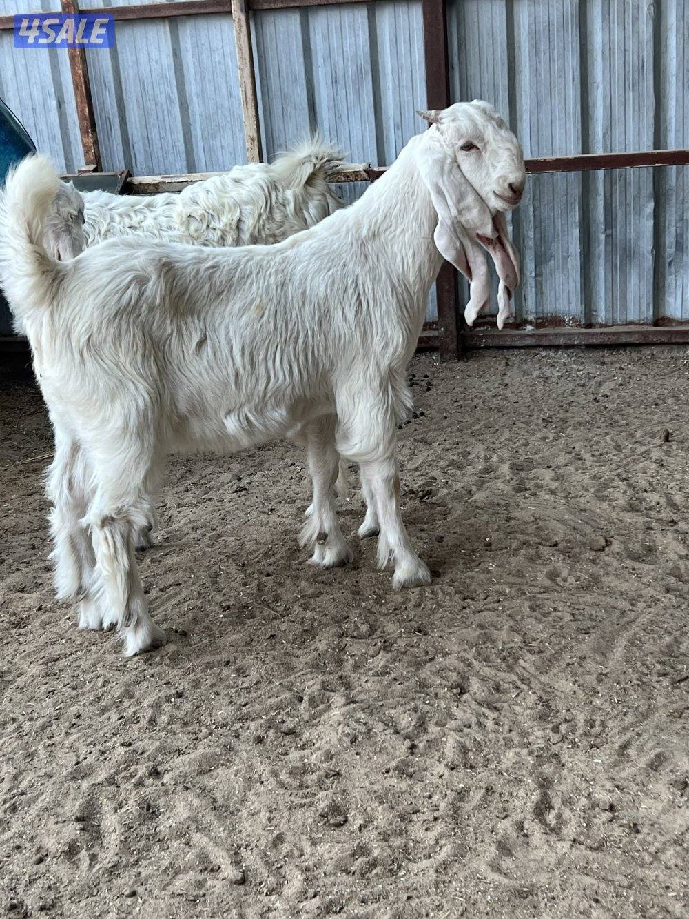 للبيع تيوس  العمر ثلاث شهور شرط سمان مزارع الوفره0