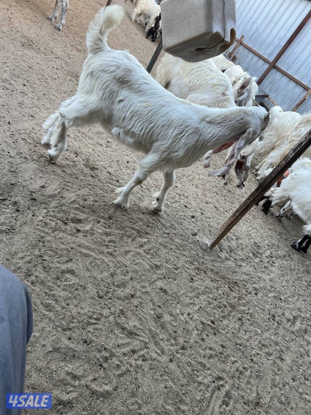 للبيع تيوس  العمر ثلاث شهور شرط سمان مزارع الوفره1