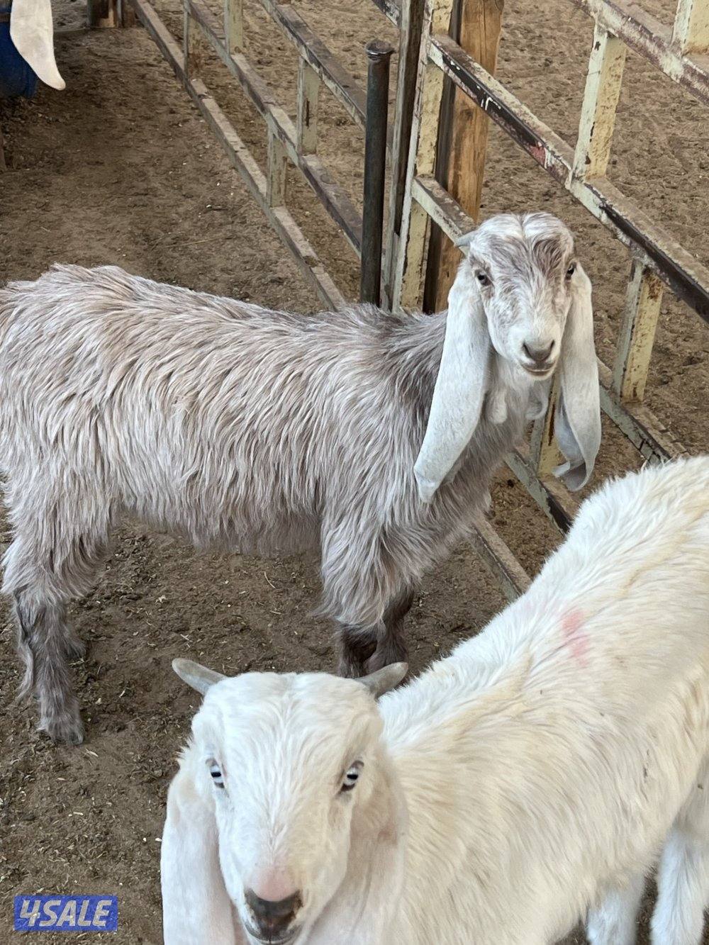 للبيع تيوس  العمر ثلاث شهور شرط سمان مزارع الوفره2