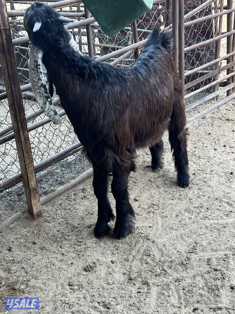 للبيع تيوس  العمر ثلاث شهور شرط سمان مزارع الوفره3