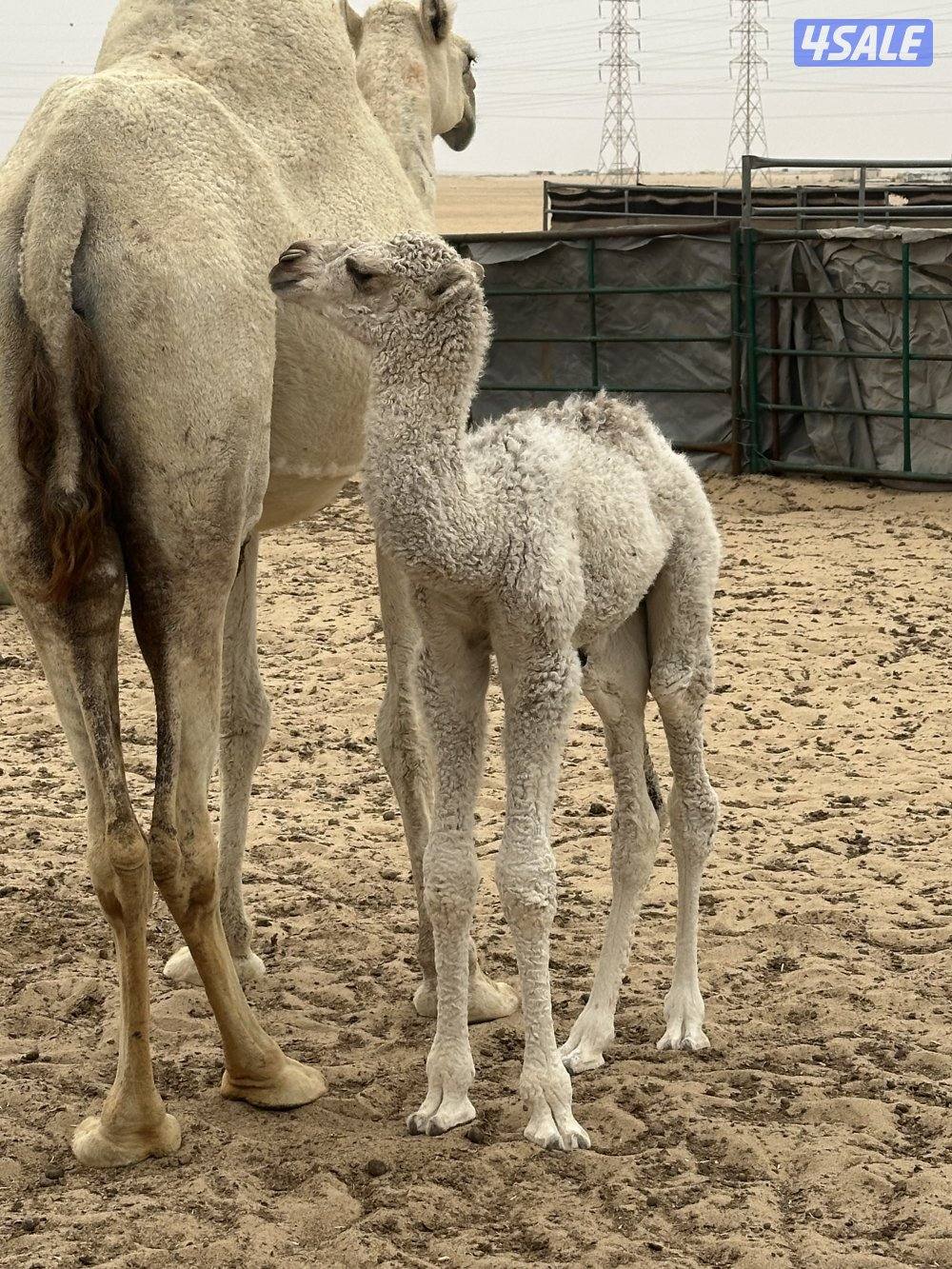 للبيع قعود ضيار0