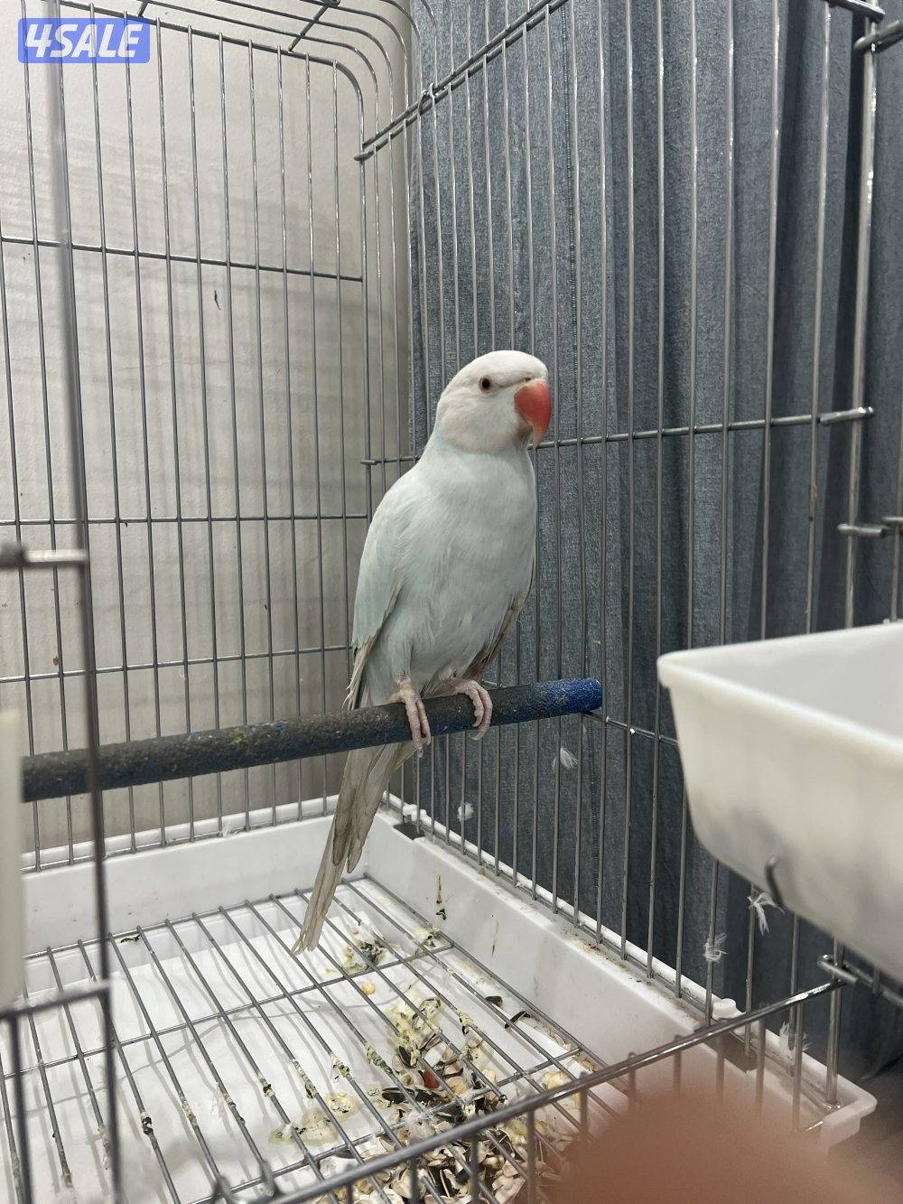 للبيع متو هولندي0