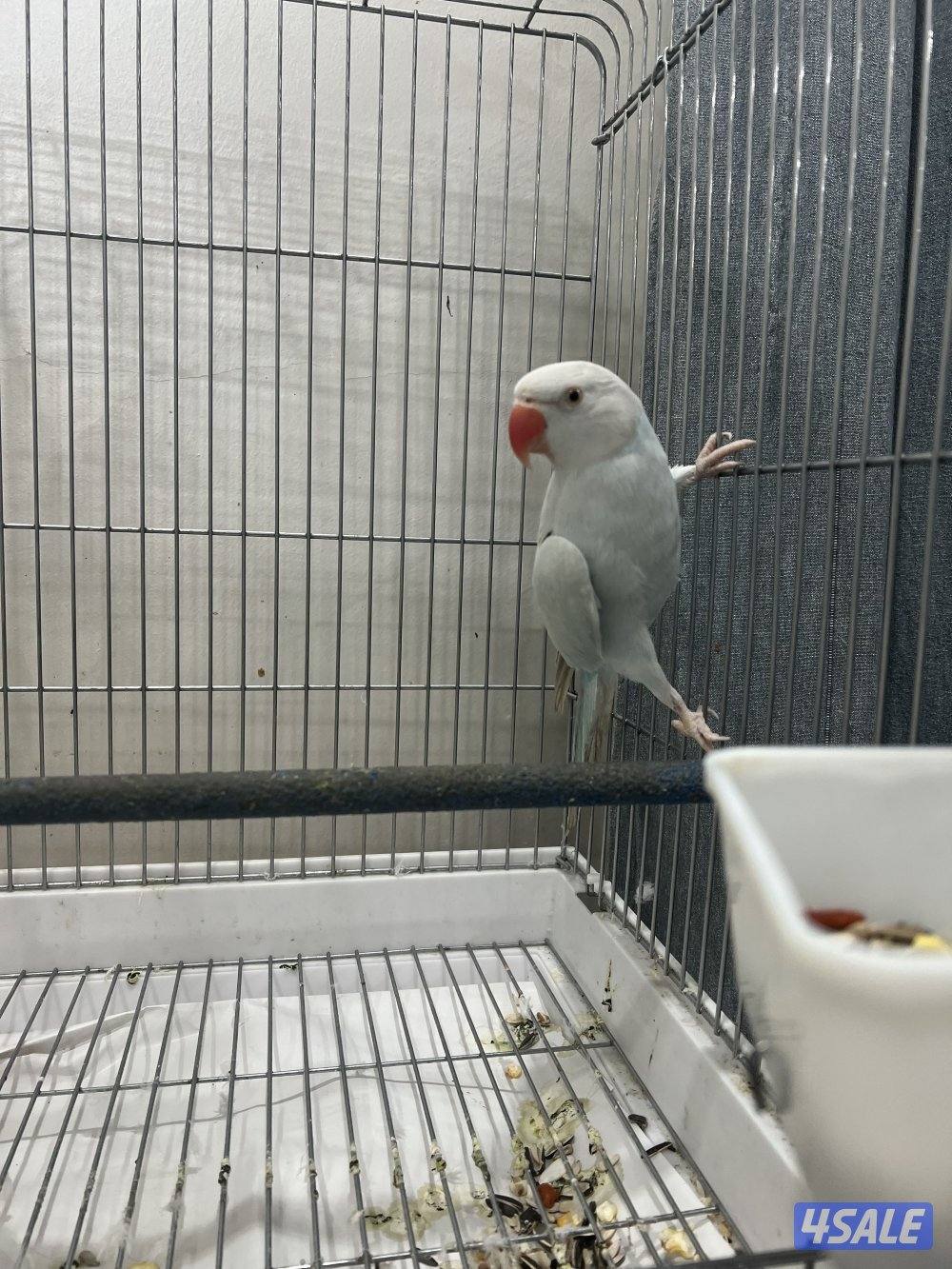 للبيع متو هولندي1