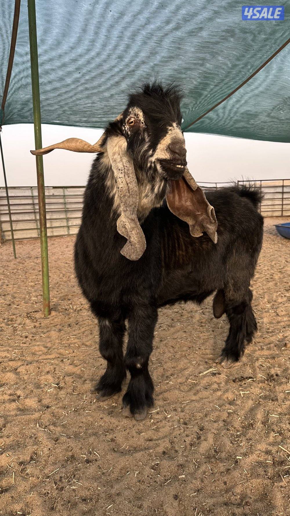 فحل عارضي ولد سناد ولد برهان وأمه بنت المسيطر ولد السلطه سنه سدس0