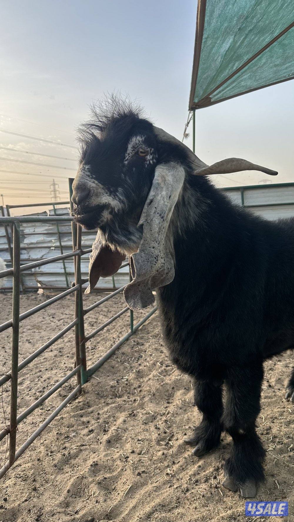 فحل عارضي ولد سناد ولد برهان وأمه بنت المسيطر ولد السلطه سنه سدس1