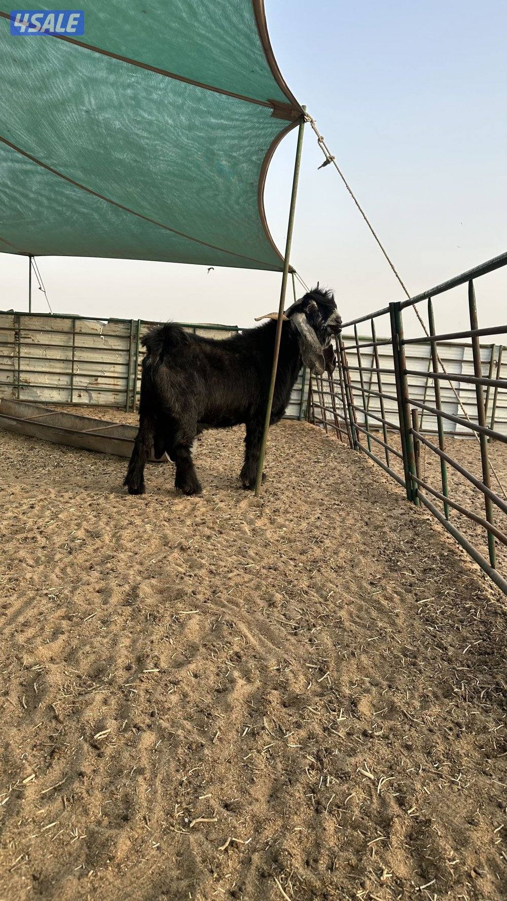 فحل عارضي ولد سناد ولد برهان وأمه بنت المسيطر ولد السلطه سنه سدس2