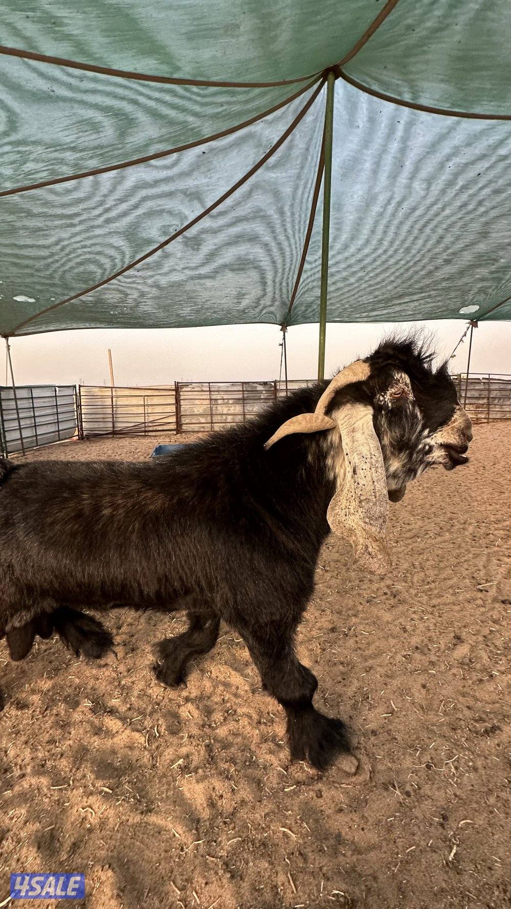 فحل عارضي ولد سناد ولد برهان وأمه بنت المسيطر ولد السلطه سنه سدس3