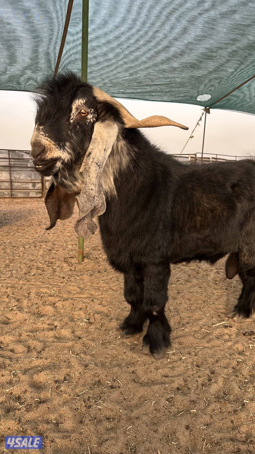 فحل عارضي ولد سناد ولد برهان وأمه بنت المسيطر ولد السلطه سنه سدس4