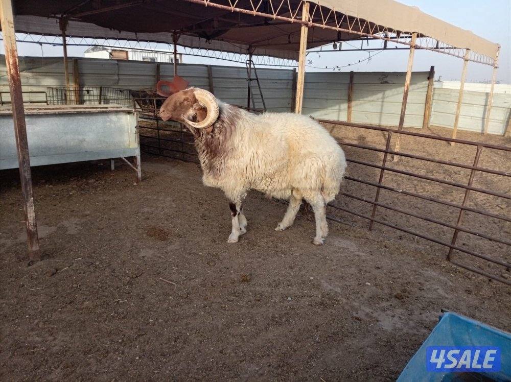 فحل شرط القريع0