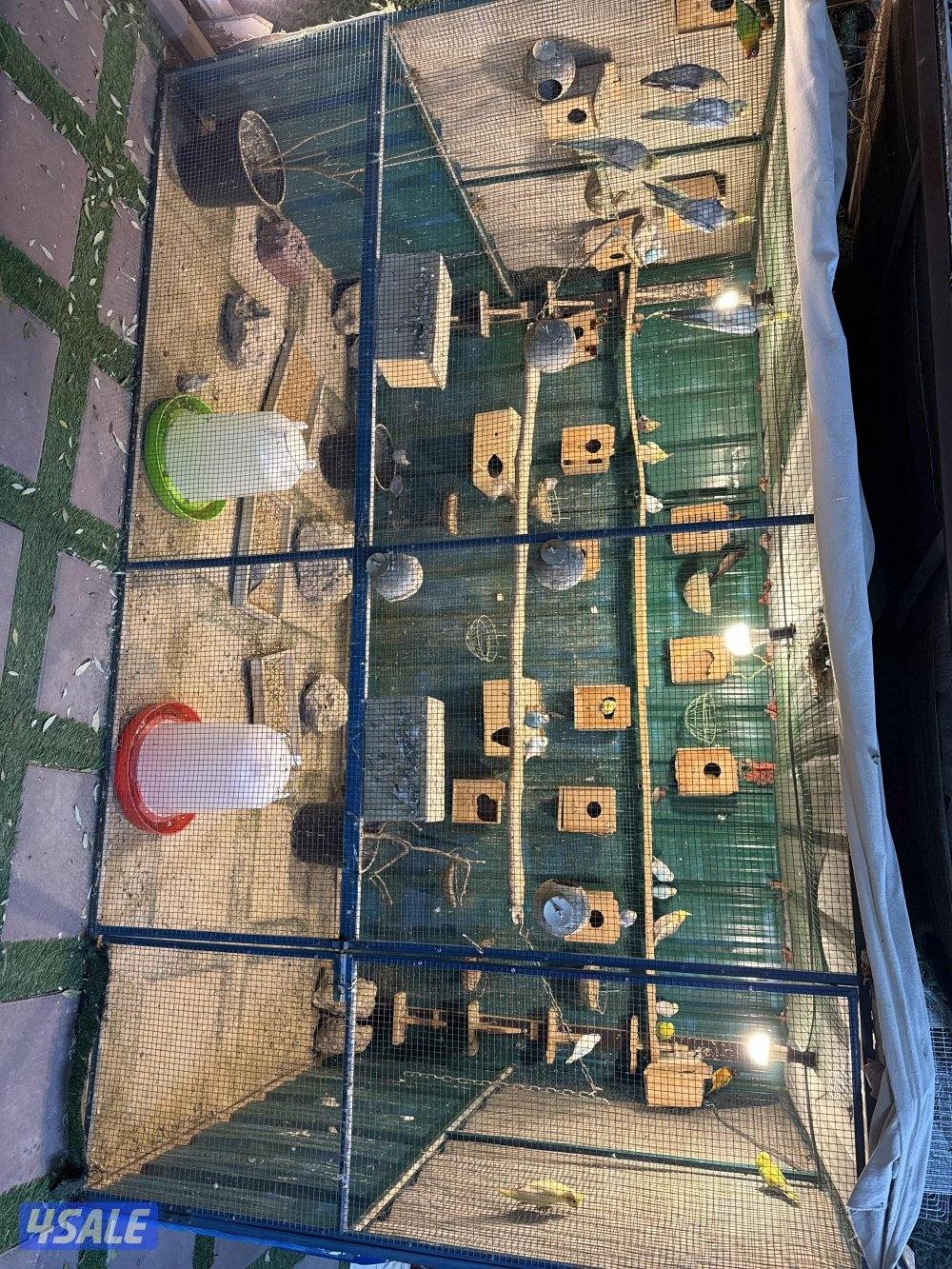 محميات طيور كراوين مع انتاجهم وزيبرا ويمام وطيور حب وزوج نساج0